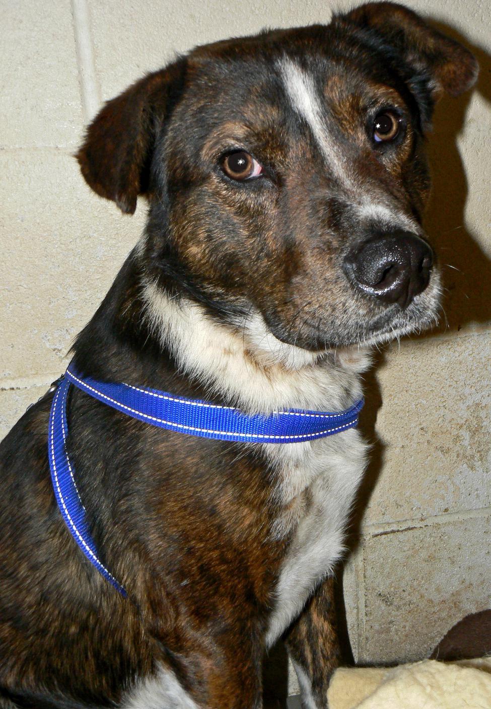 Haywire, an adoptable Border Collie, Mixed Breed in Converse, TX, 78109 | Photo Image 1