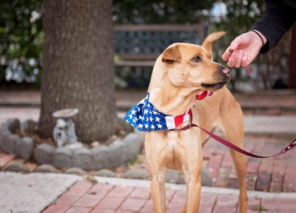 Arcanine, an adoptable Labrador Retriever, Mixed Breed in Converse, TX, 78109 | Photo Image 1