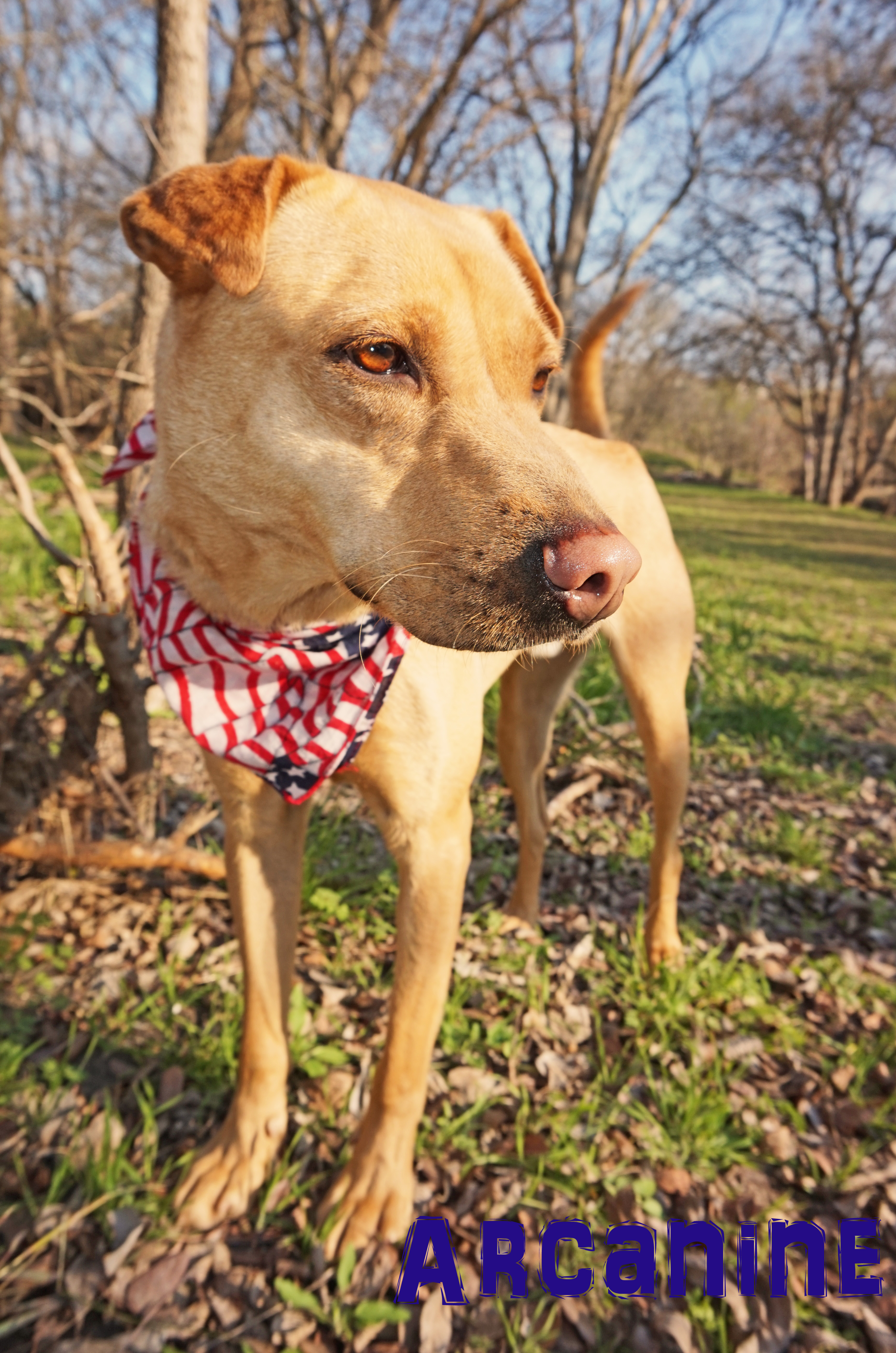 Arcanine, an adoptable Labrador Retriever, Mixed Breed in Converse, TX, 78109 | Photo Image 2
