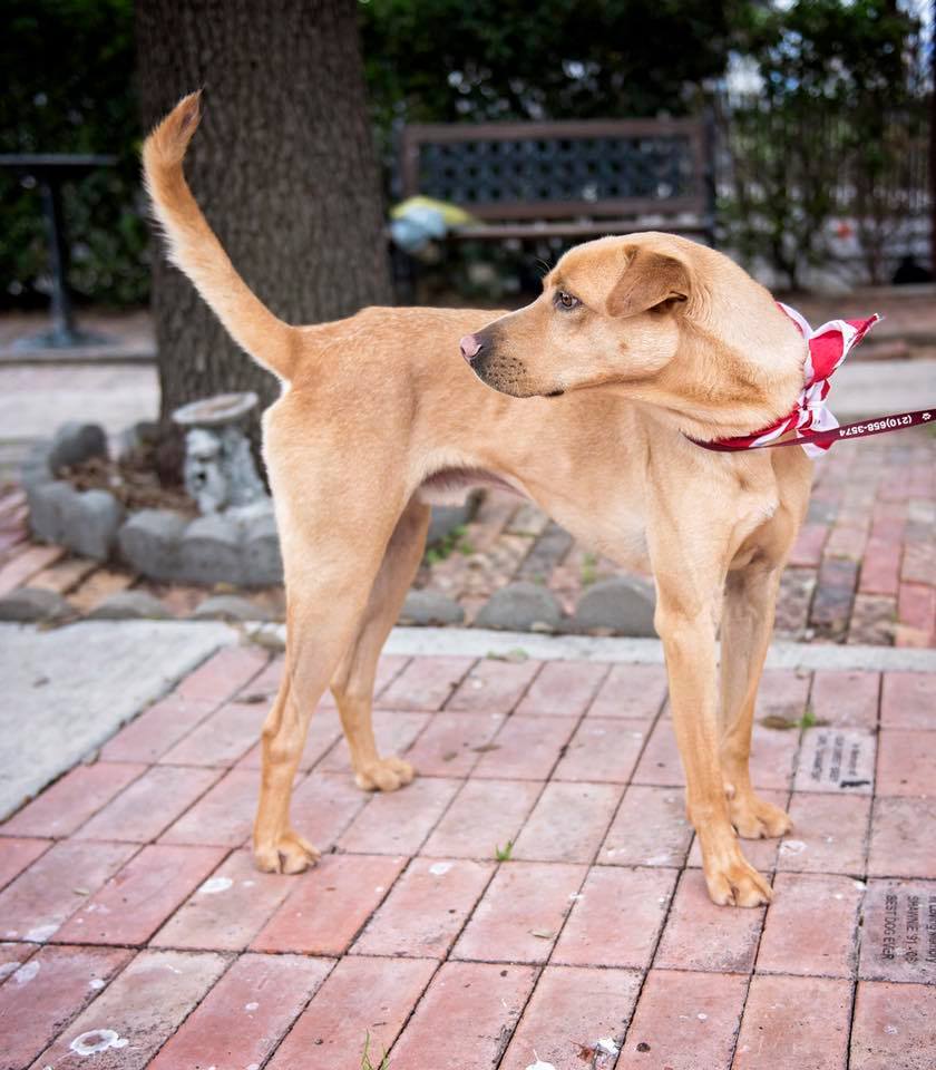 Arcanine, an adoptable Labrador Retriever, Mixed Breed in Converse, TX, 78109 | Photo Image 4