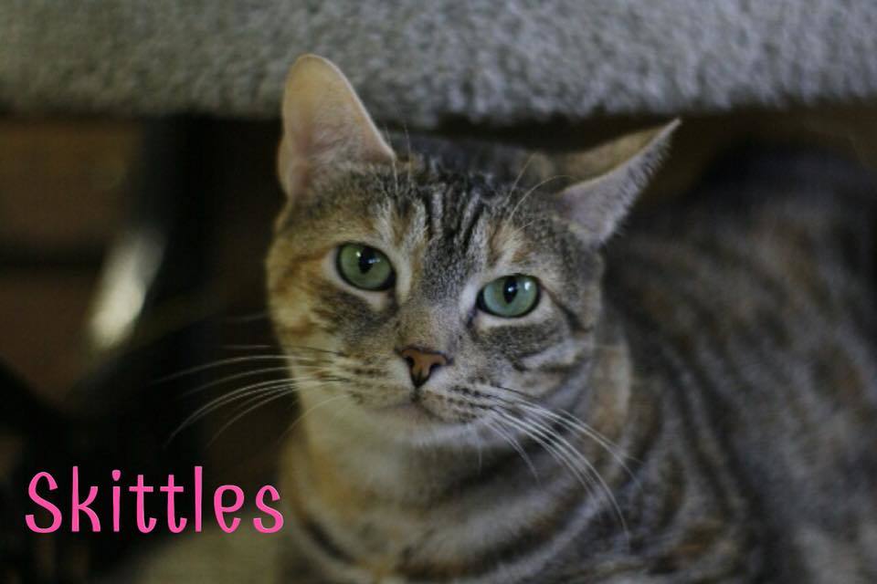 Skittles, an adoptable Domestic Short Hair in Converse, TX, 78109 | Photo Image 1