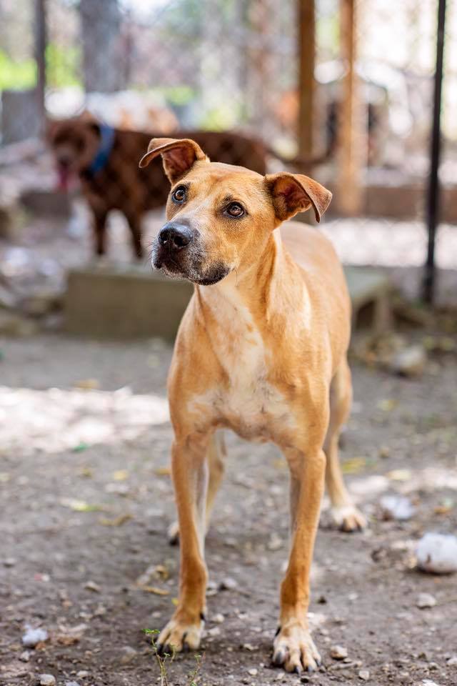 Dude, an adoptable Labrador Retriever, Mixed Breed in Converse, TX, 78109 | Photo Image 1