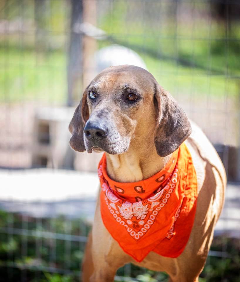 Diego, an adoptable Catahoula Leopard Dog, Mixed Breed in Converse, TX, 78109 | Photo Image 1