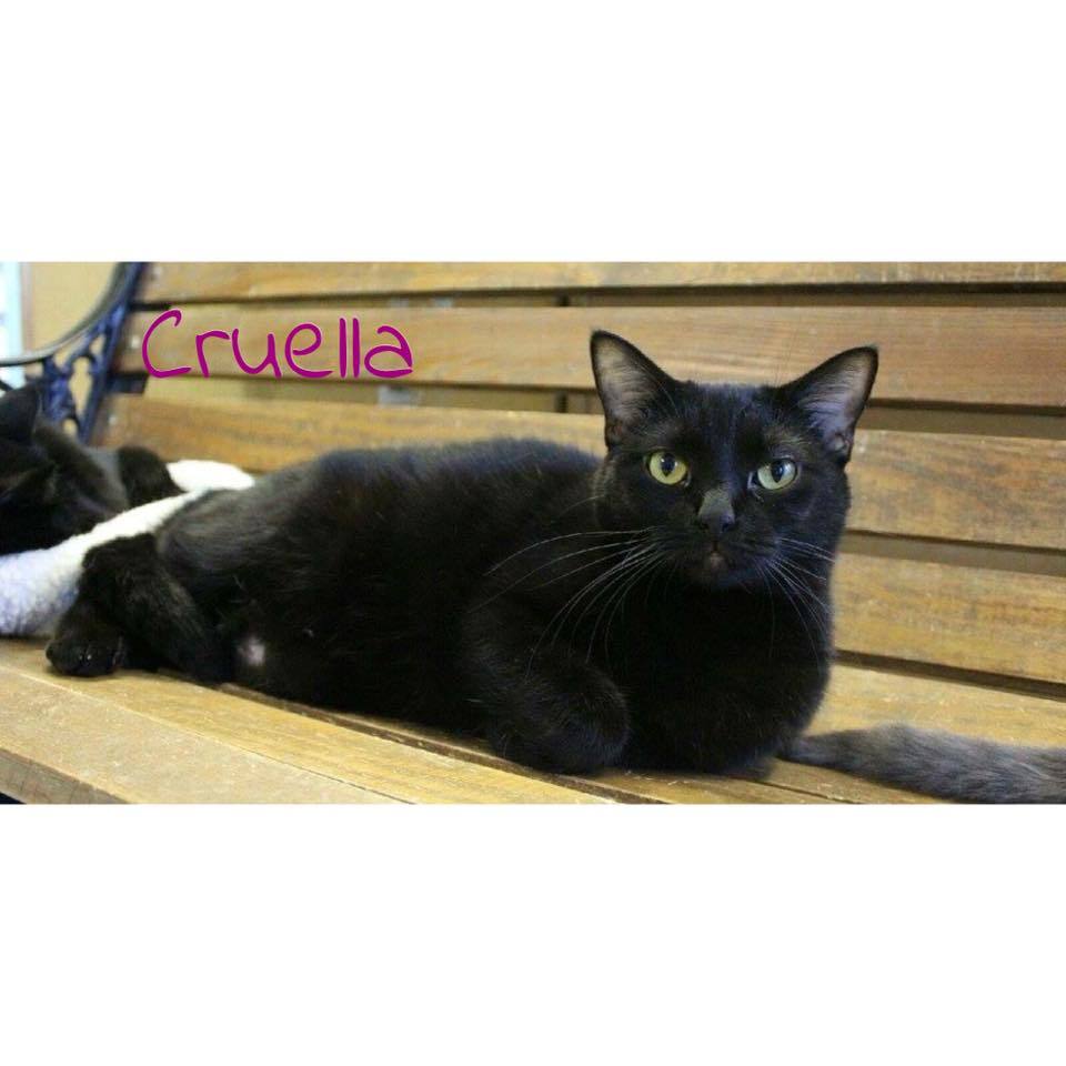 Cruella, an adoptable Domestic Short Hair in Converse, TX, 78109 | Photo Image 2