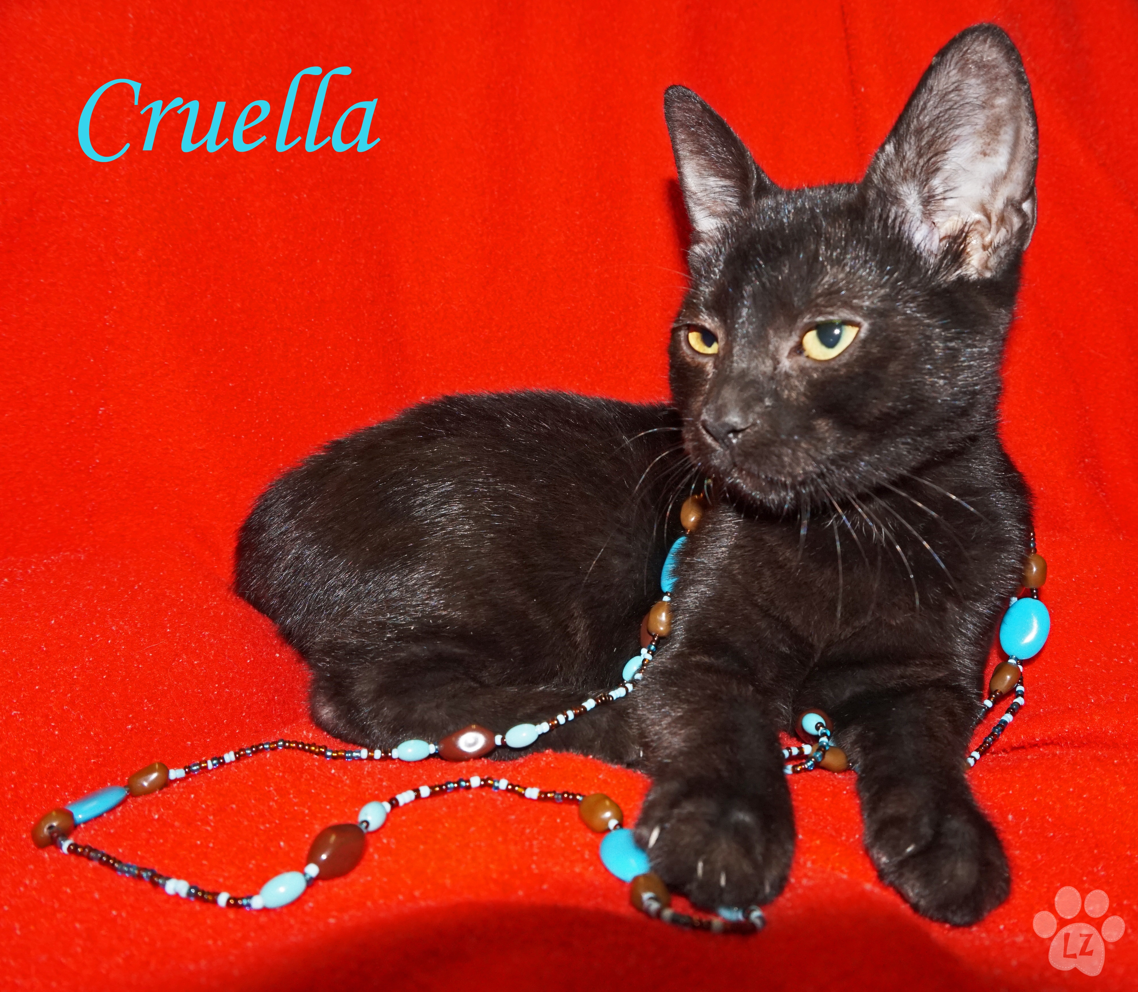 Cruella, an adoptable Domestic Short Hair in Converse, TX, 78109 | Photo Image 4