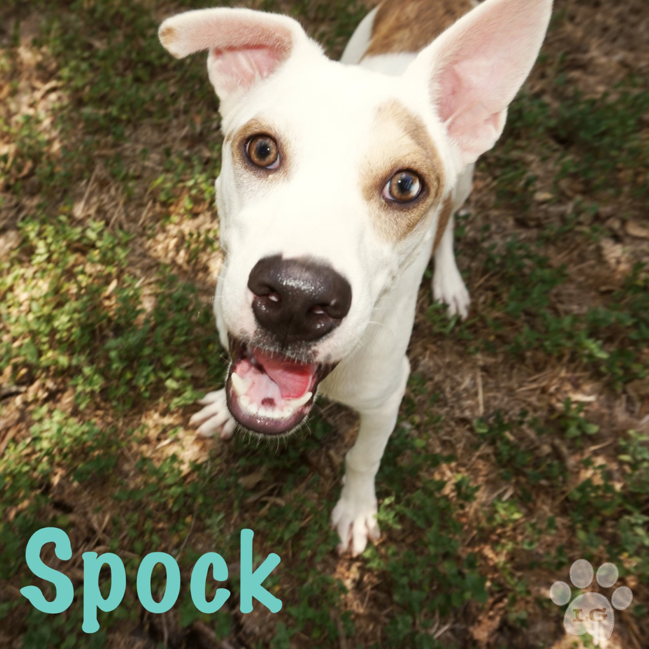 Spock, an adoptable Labrador Retriever, Terrier in Converse, TX, 78109 | Photo Image 1