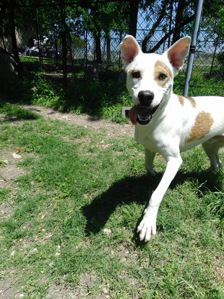 Spock, an adoptable Labrador Retriever, Terrier in Converse, TX, 78109 | Photo Image 2