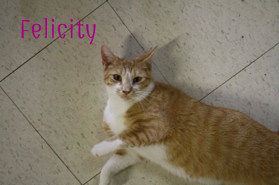 Felicity, an adoptable Domestic Short Hair, Tabby in Converse, TX, 78109 | Photo Image 5
