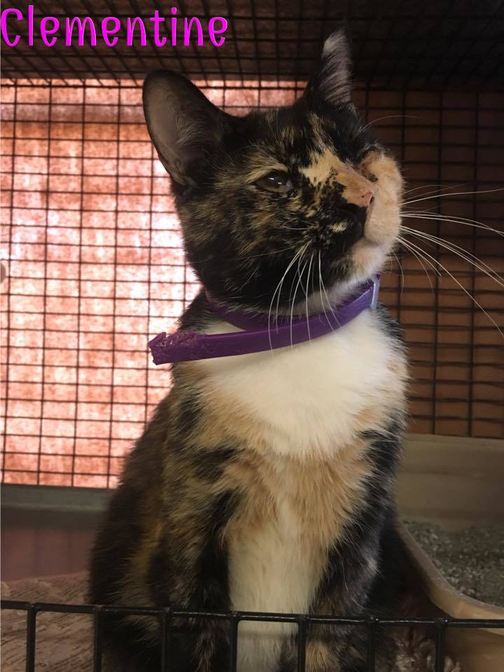 Clementine, an adoptable Tortoiseshell, Domestic Short Hair in Converse, TX, 78109 | Photo Image 1
