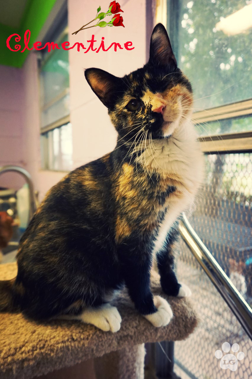 Clementine, an adoptable Tortoiseshell, Domestic Short Hair in Converse, TX, 78109 | Photo Image 2