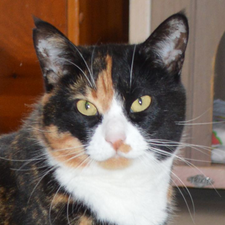 Cat For Adoption Beauty A Calico Domestic Medium Hair Mix In