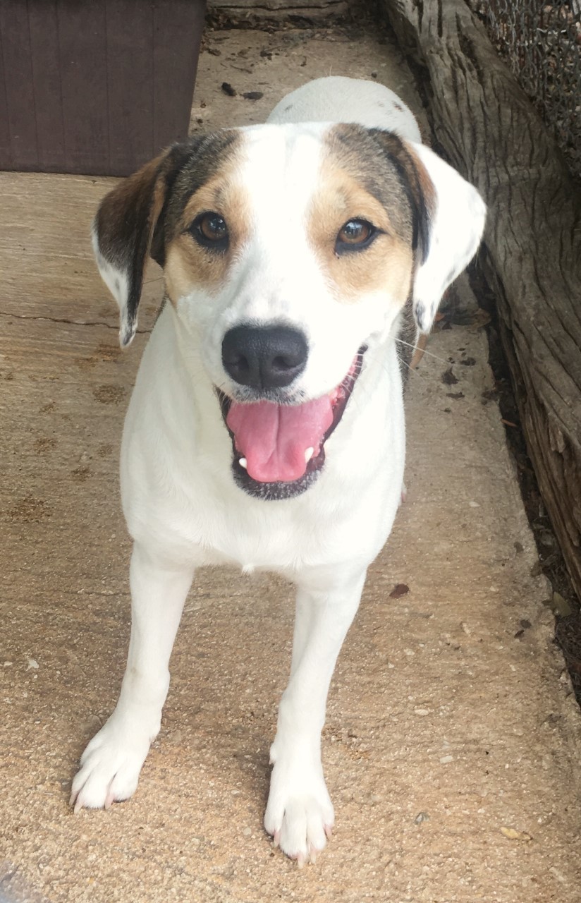Mija, an adoptable Beagle, Mixed Breed in Converse, TX, 78109 | Photo Image 1