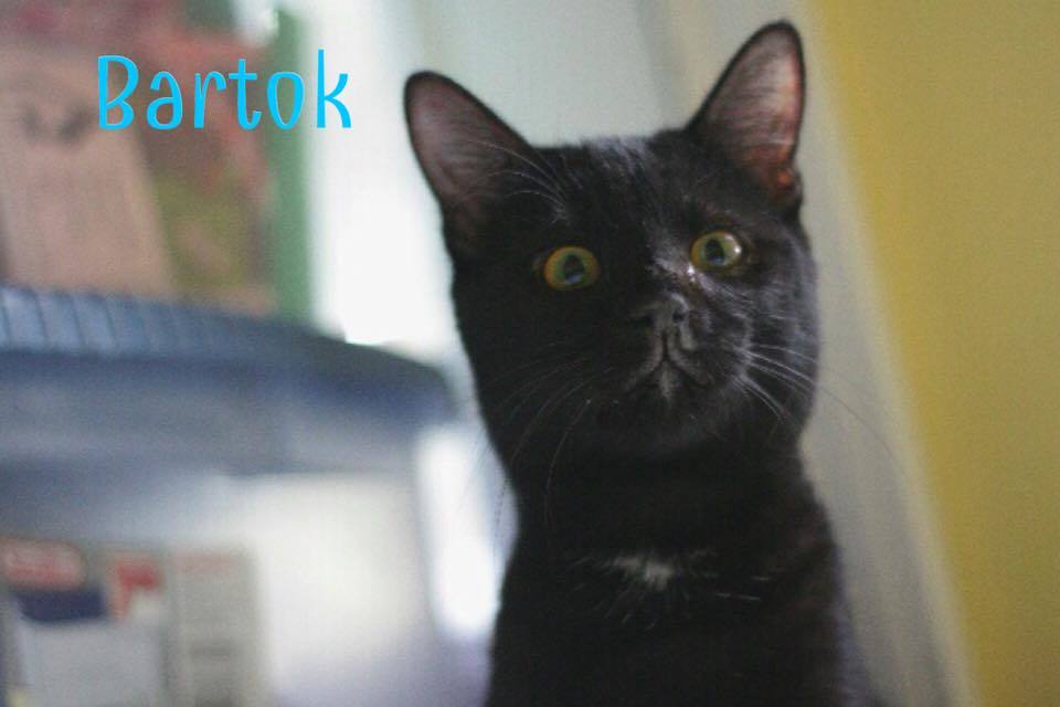Bartok, an adoptable Domestic Short Hair in Converse, TX, 78109 | Photo Image 2