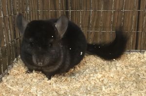 6 month old med / dark ebony female chinchilla
