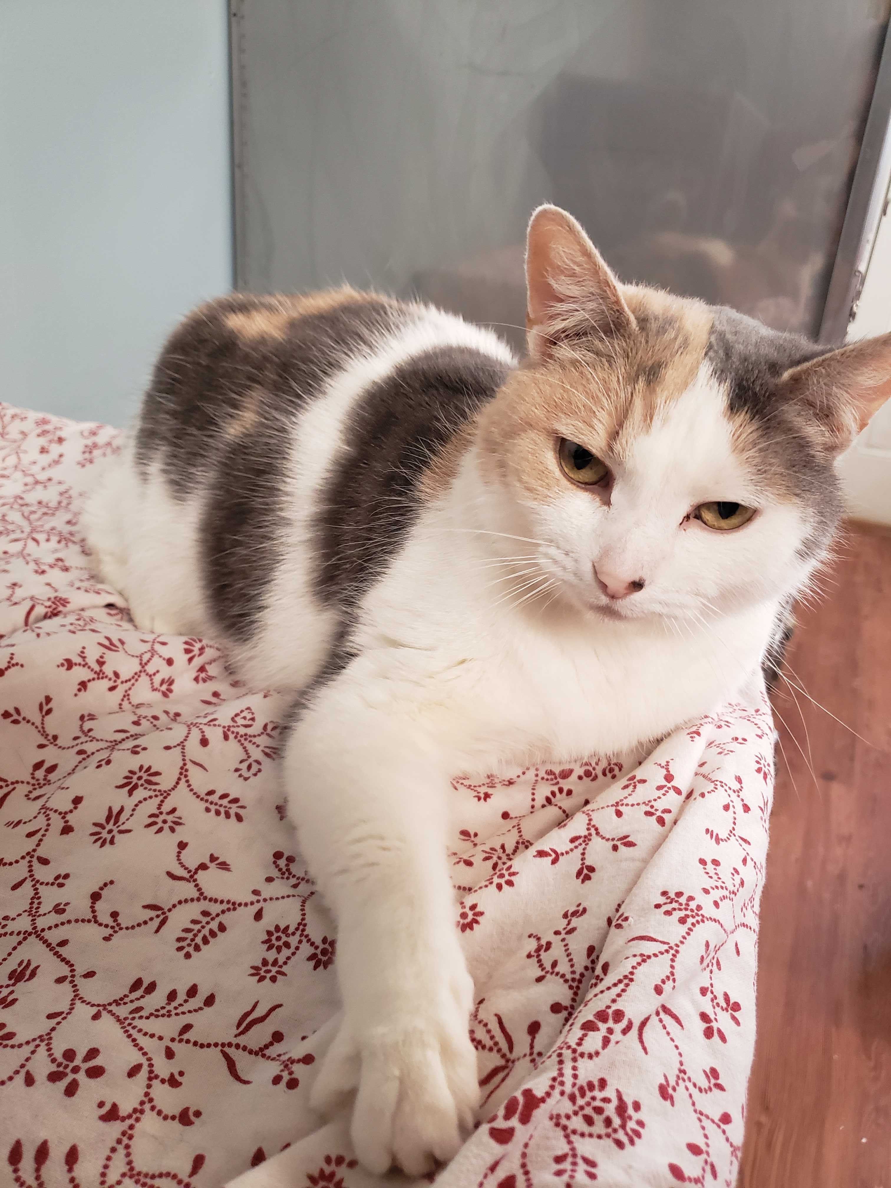 Patches 2, an adoptable Domestic Short Hair in Anderson, IN, 46015 | Photo Image 1