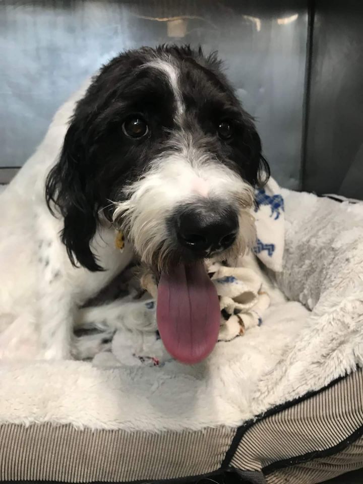 Dog For Adoption Sugar A Poodle German Shorthaired Pointer