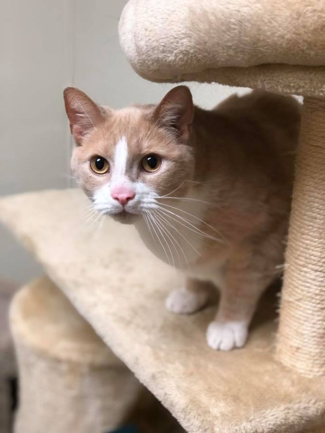 Catsinova - Update! Adopted!