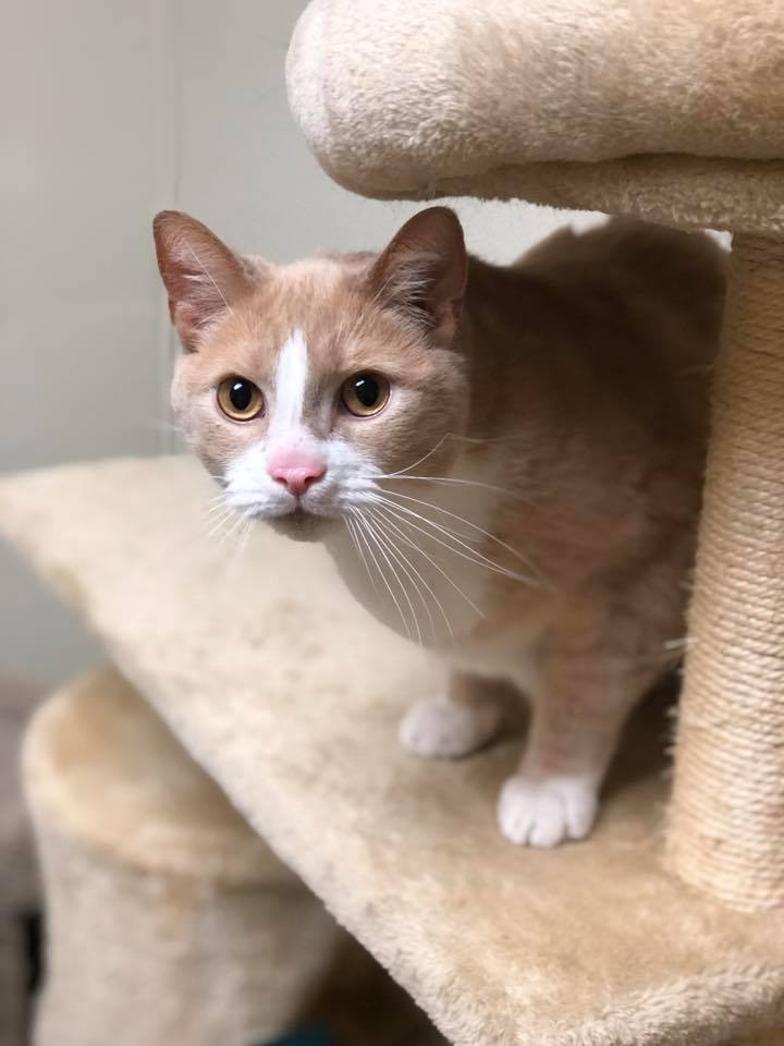 Catsinova - Update! Adopted! 1