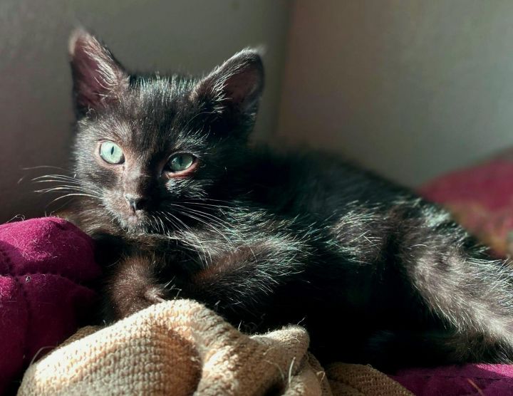 Cat For Adoption Alfalfa Kitten Black With White Specks A