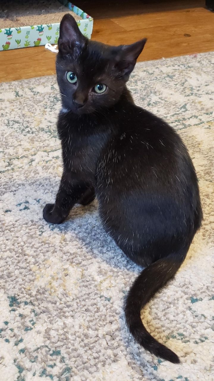 Cat For Adoption Alfalfa Kitten Black With White Specks A