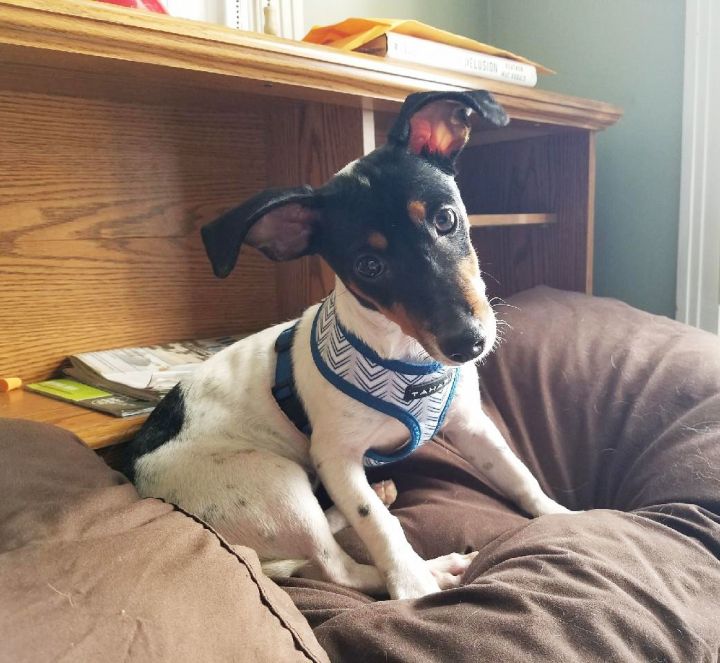 Dog For Adoption Sam A Jack Russell Terrier Mix In Albany Ny