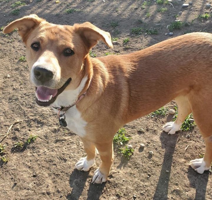 Dog For Adoption Eva A Shepherd Australian Cattle Dog Blue Heeler Mix In Billings Mt Petfinder