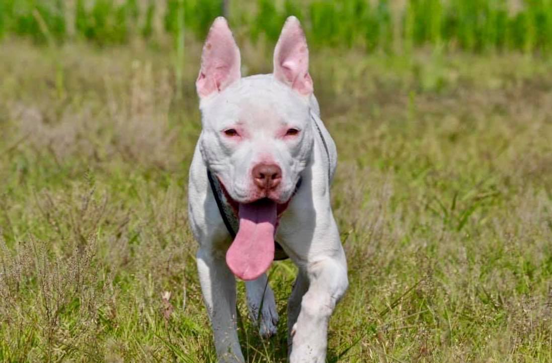 Keela, an adoptable American Staffordshire Terrier in Poland, IN, 47868 | Photo Image 1