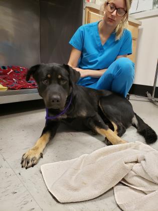 Olaf, an adoptable Retriever in Inverness, FL, 34450 | Photo Image 2