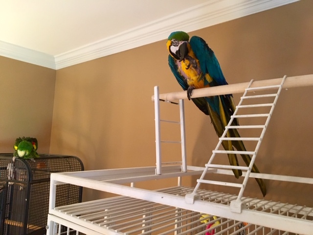 Earthquake, an adopted Macaw in North Babylon, NY_image-2