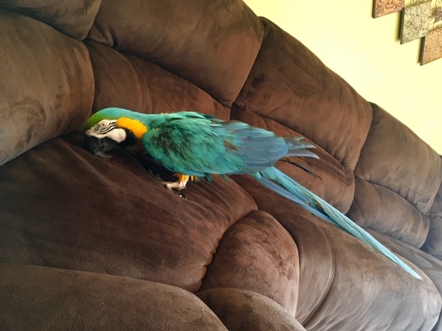 Earthquake, an adopted Macaw in North Babylon, NY_image-4