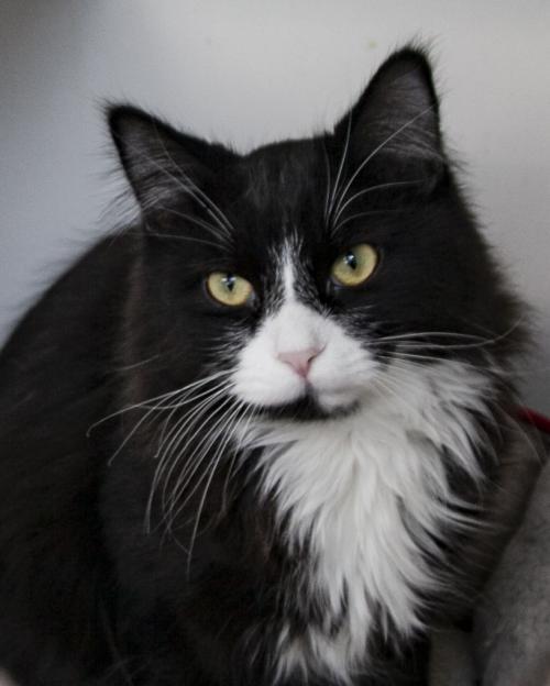 Cat For Adoption Frankie A Domestic Medium Hair In Westfield