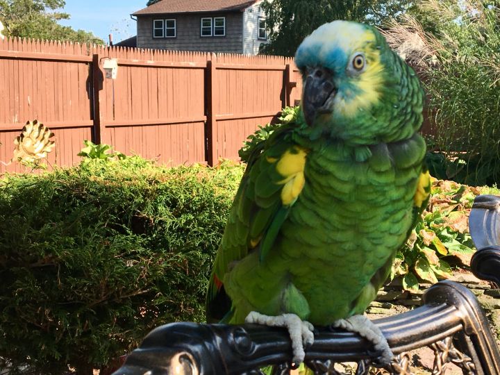 Pedro, an adopted Amazon in North Babylon, NY_image-2