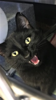 Cat For Adoption Tris A Domestic Short Hair Mix In Weatherford