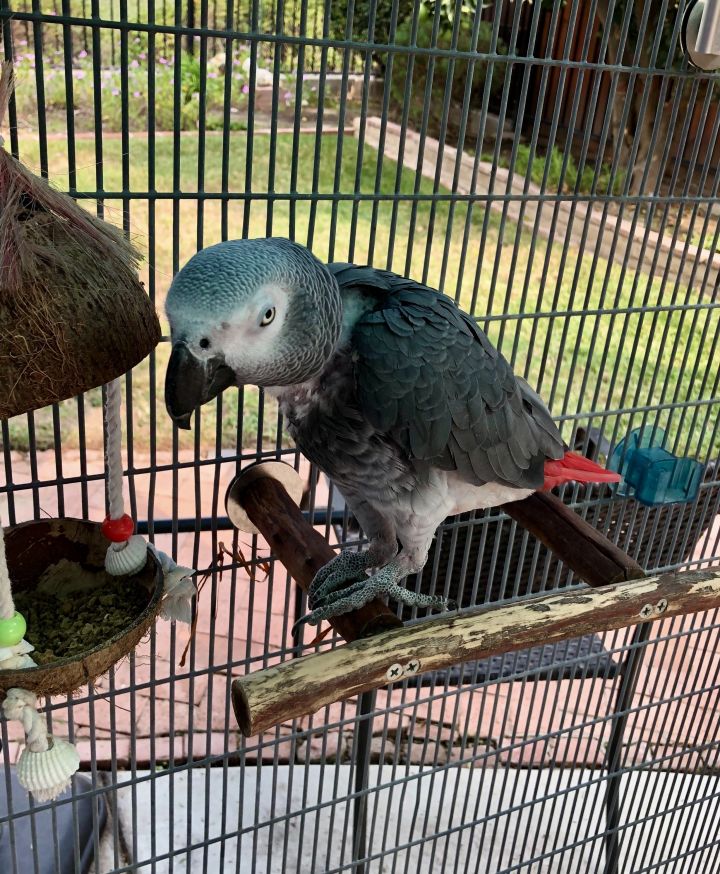 Austin, an adopted African Grey in San Diego, CA_image-2
