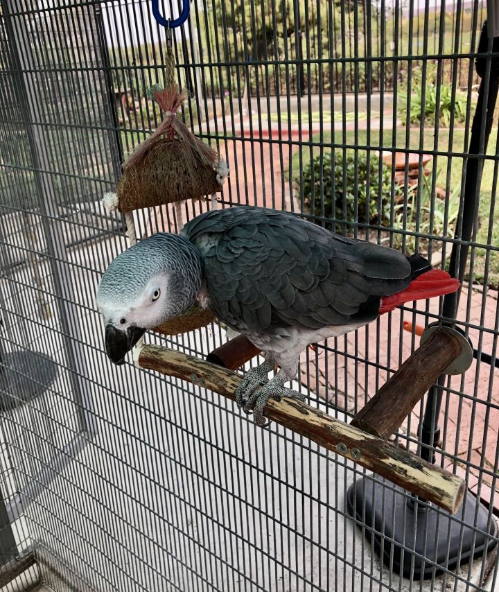 Austin, an adopted African Grey in San Diego, CA_image-3