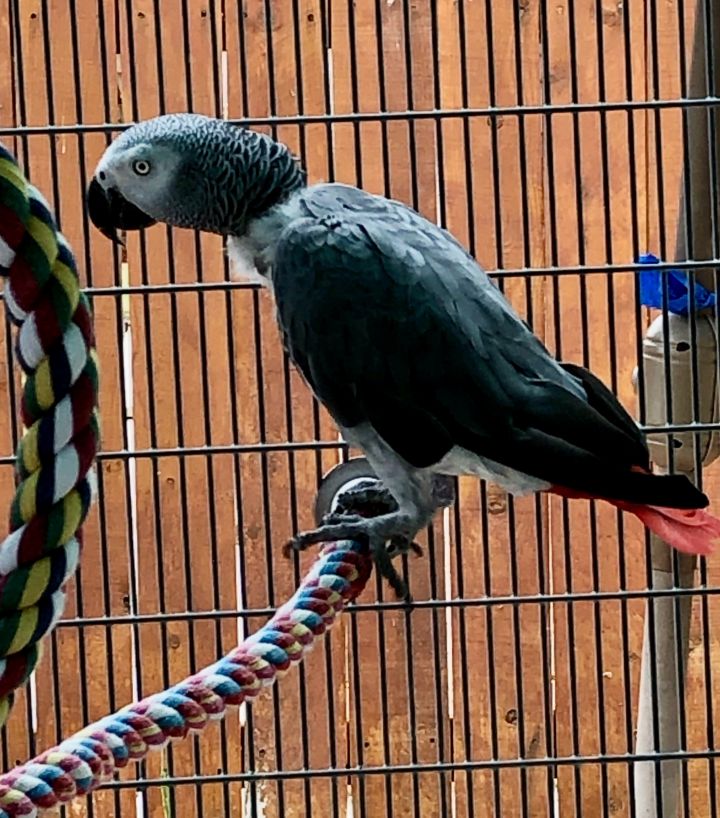 Austin, an adopted African Grey in San Diego, CA_image-4