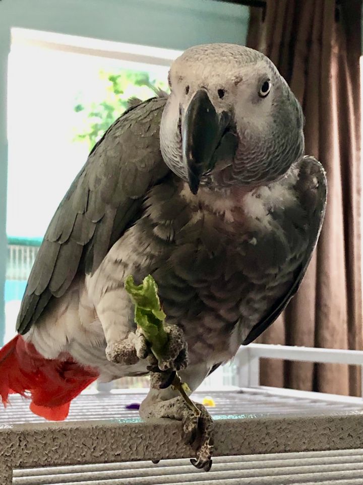Austin, an adopted African Grey in San Diego, CA_image-1