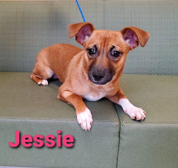 Jessie 1