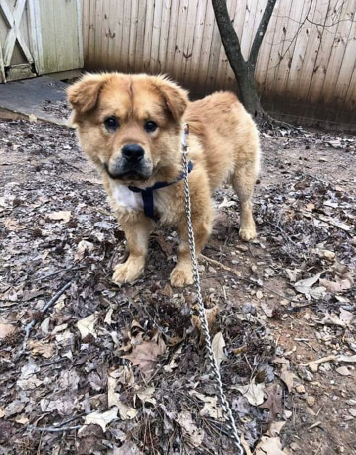 Joey, an adoptable Chow Chow Mix in Conover, NC_image-2