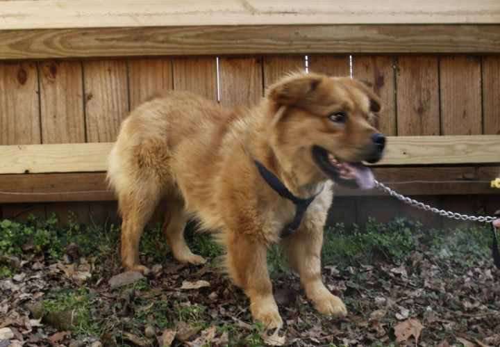 Joey, an adoptable Chow Chow Mix in Conover, NC_image-4
