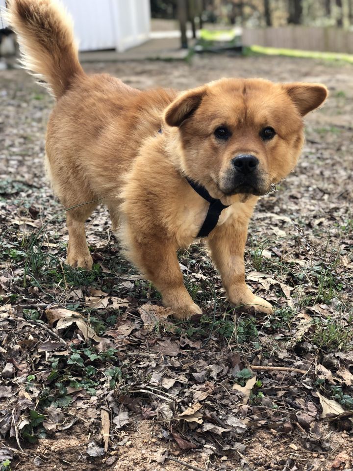 Joey, an adoptable Chow Chow Mix in Conover, NC_image-6
