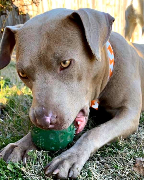 Faith, an adoptable Pit Bull Terrier, Weimaraner in Frisco, TX, 75035 | Photo Image 4