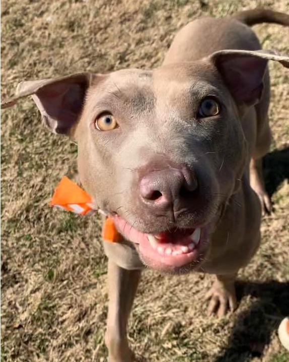 Faith, an adoptable Pit Bull Terrier, Weimaraner in Frisco, TX, 75035 | Photo Image 5