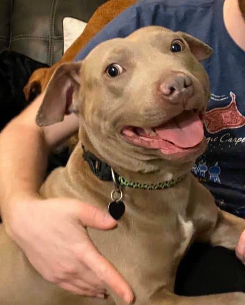 Faith, an adoptable Pit Bull Terrier, Weimaraner in Frisco, TX, 75035 | Photo Image 6
