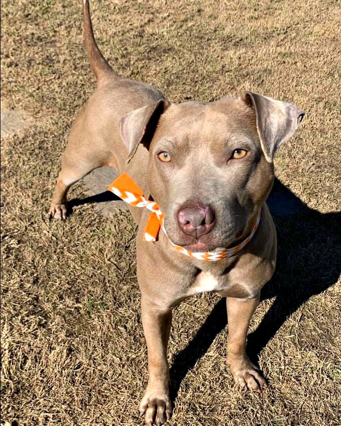 Faith, an adoptable Pit Bull Terrier, Weimaraner in Frisco, TX, 75035 | Photo Image 7