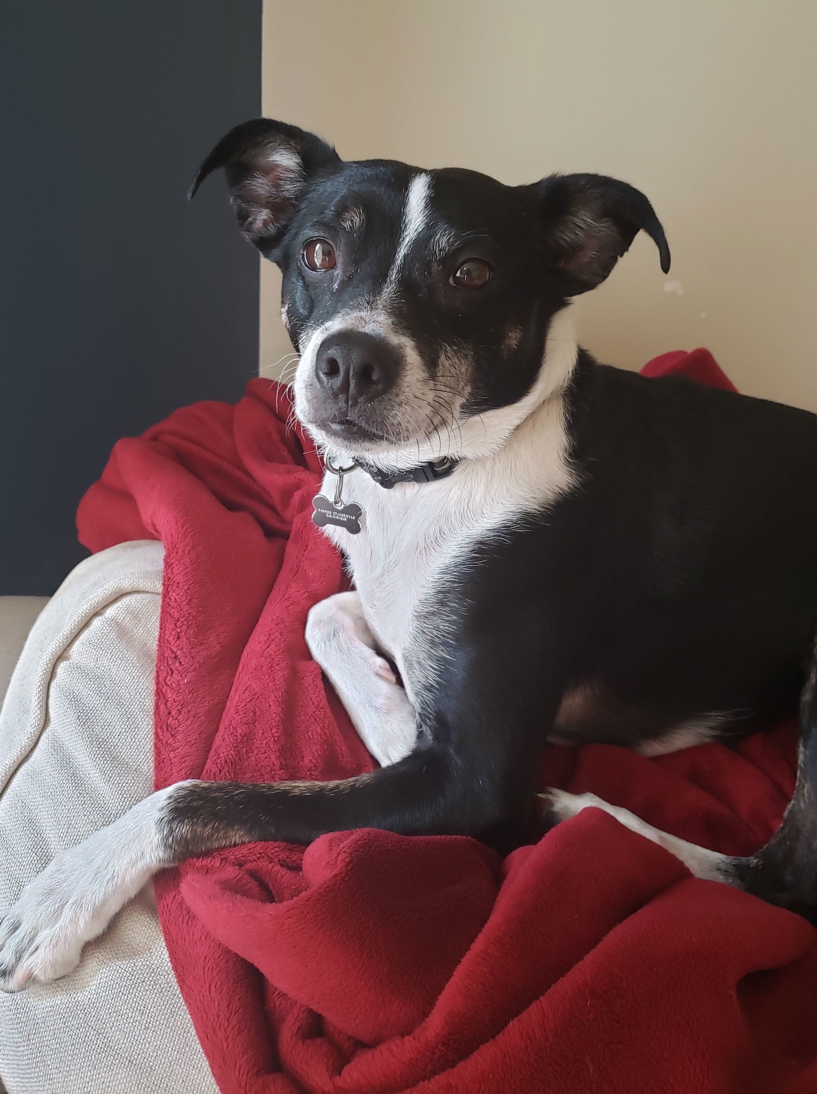 Jack russell terrier and boston sale terrier mix