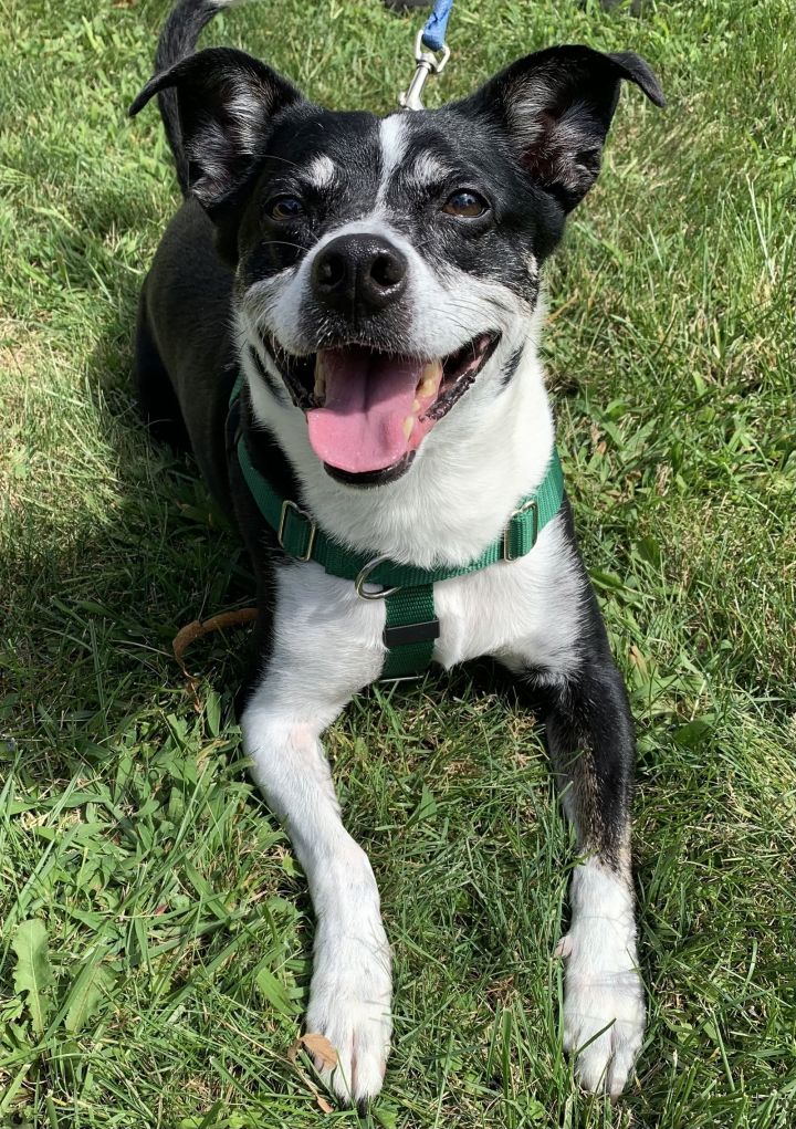 Jack russell terrier and boston hot sale terrier mix