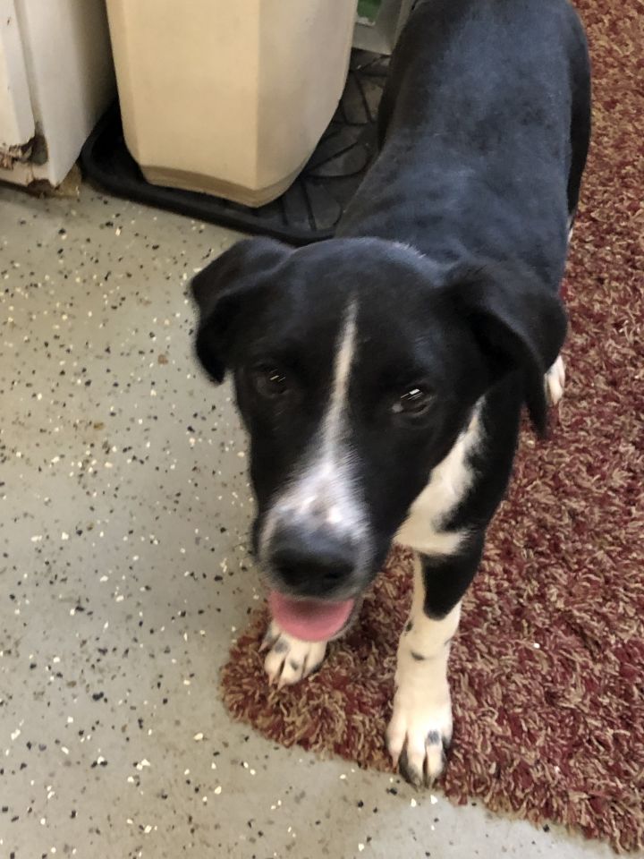 Dog For Adoption Tony A German Shorthaired Pointer Husky Mix