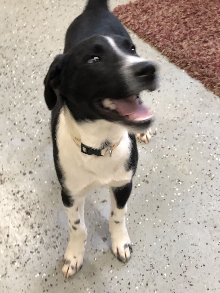 Dog For Adoption Tony A German Shorthaired Pointer Husky Mix