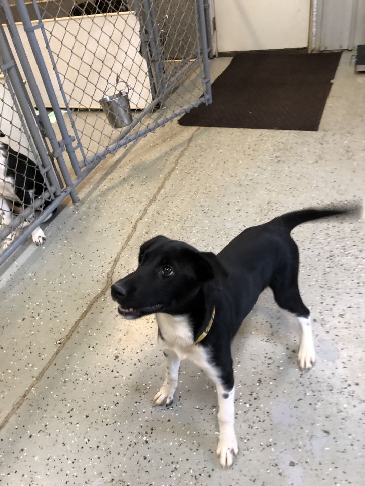 Dog For Adoption Tina A German Shorthaired Pointer Husky Mix